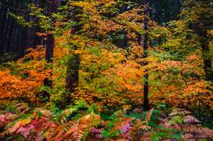 Vinemaples and Ferns-7756 Vinemaples and Ferns-7756